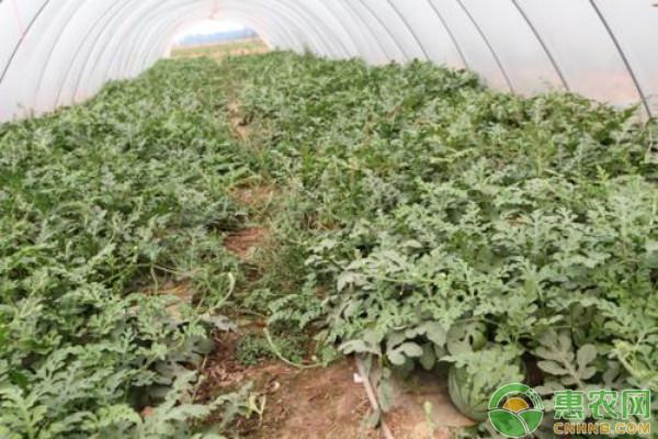 无籽西瓜种植管理技术_西瓜的种植技术和管理_西瓜种植管理技术视频