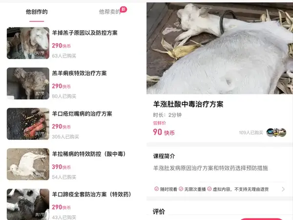 养羊致富经视频_视频致富养殖羊骗局_致富羊养殖视频