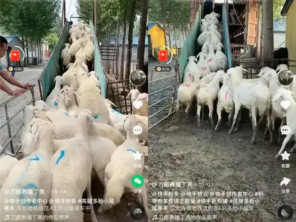 致富羊养殖视频_视频致富养殖羊骗局_养羊致富经视频