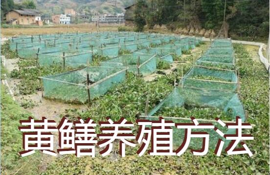 黄鳝养殖方法、常见四种养殖黄鳝方法模式分享