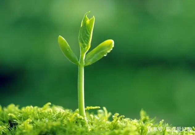 三叶青种植要想高产，一定要注意至关重要的几点事项