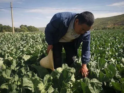夏菜种植致富路_夏菜种植致富路_夏菜种植致富路