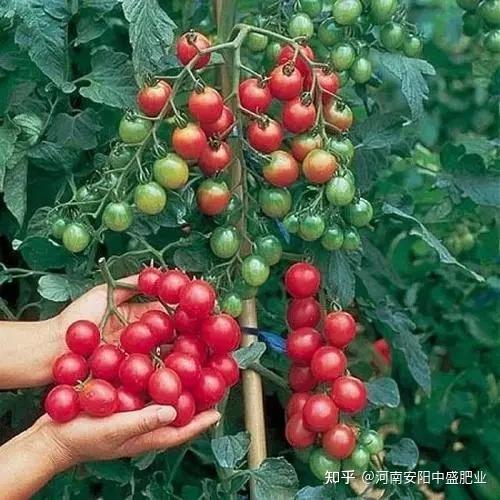 番茄种植视频播放_致富经番茄种植视频_种植番茄挣钱吗