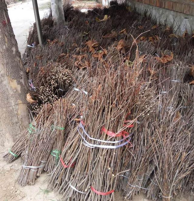 河南金蝉养殖技术_河南省金蝉养殖基地_养殖河南金蝉技术视频