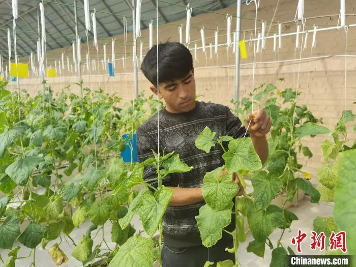 致富黄瓜水果图片_水果黄瓜种植效益_致富经水果黄瓜