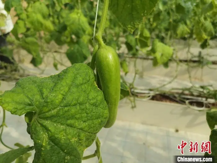 致富黄瓜水果图片_水果黄瓜种植效益_致富经水果黄瓜
