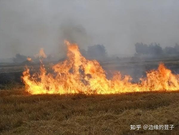 致富经秸秆加工视频_秸秆加工项目_秸秆加工项目能赚钱吗