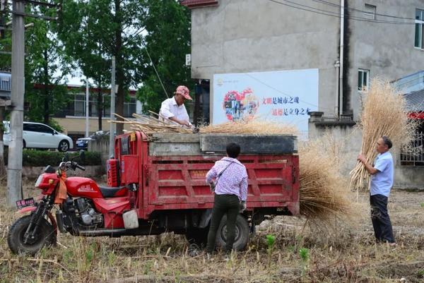 秸秆加工前景_秸秆加工项目_致富经秸秆加工视频