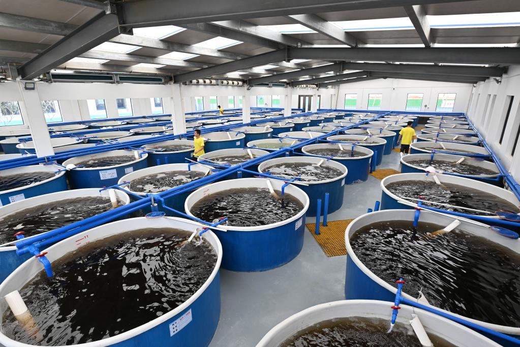 老鼠斑幼苗养殖技术_老鼠斑养殖技术视频_斑老鼠养殖幼苗技术要点