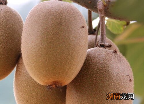 弥猴桃几年结果实
