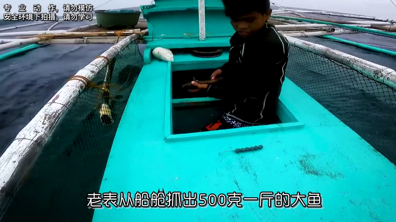 斑老鼠养殖幼苗技术与管理_老鼠斑养殖技术视频_老鼠斑幼苗养殖技术
