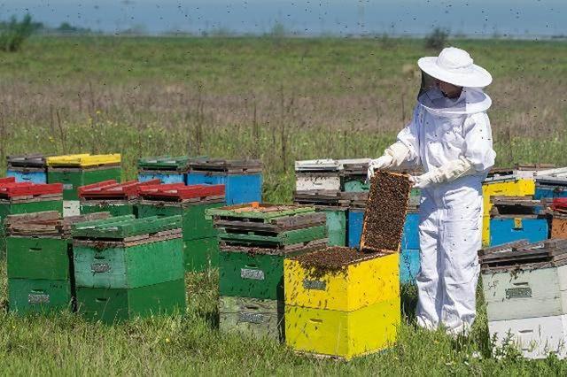 蜜蜂养殖新技术_中国的蜜蜂养殖技术_蜜蜂养殖业