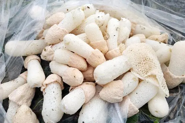 竹参种植技术_竹参怎么种植_竹的种植