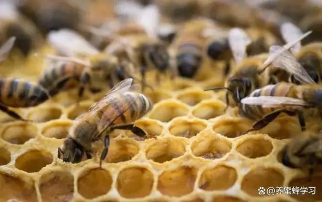 蜜蜂养殖业_中国的蜜蜂养殖技术_中国蜜蜂养殖技术培训