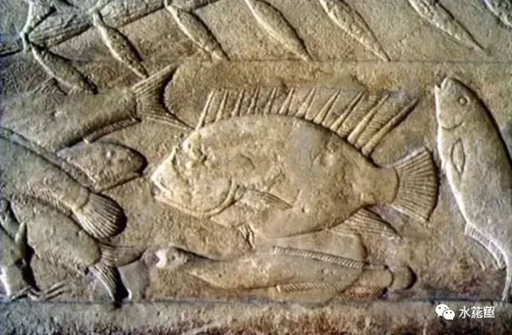 中国古代水产著作与两本养鱼古代专业书籍：范蠡《养鱼经》和黄省曾《种鱼经》