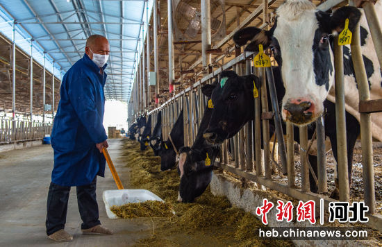 枣强县唐林镇的奶牛养殖厂一角。 李金刚 she