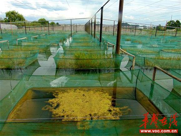 图为网箱养殖黄鳝基地_看图王.jpg