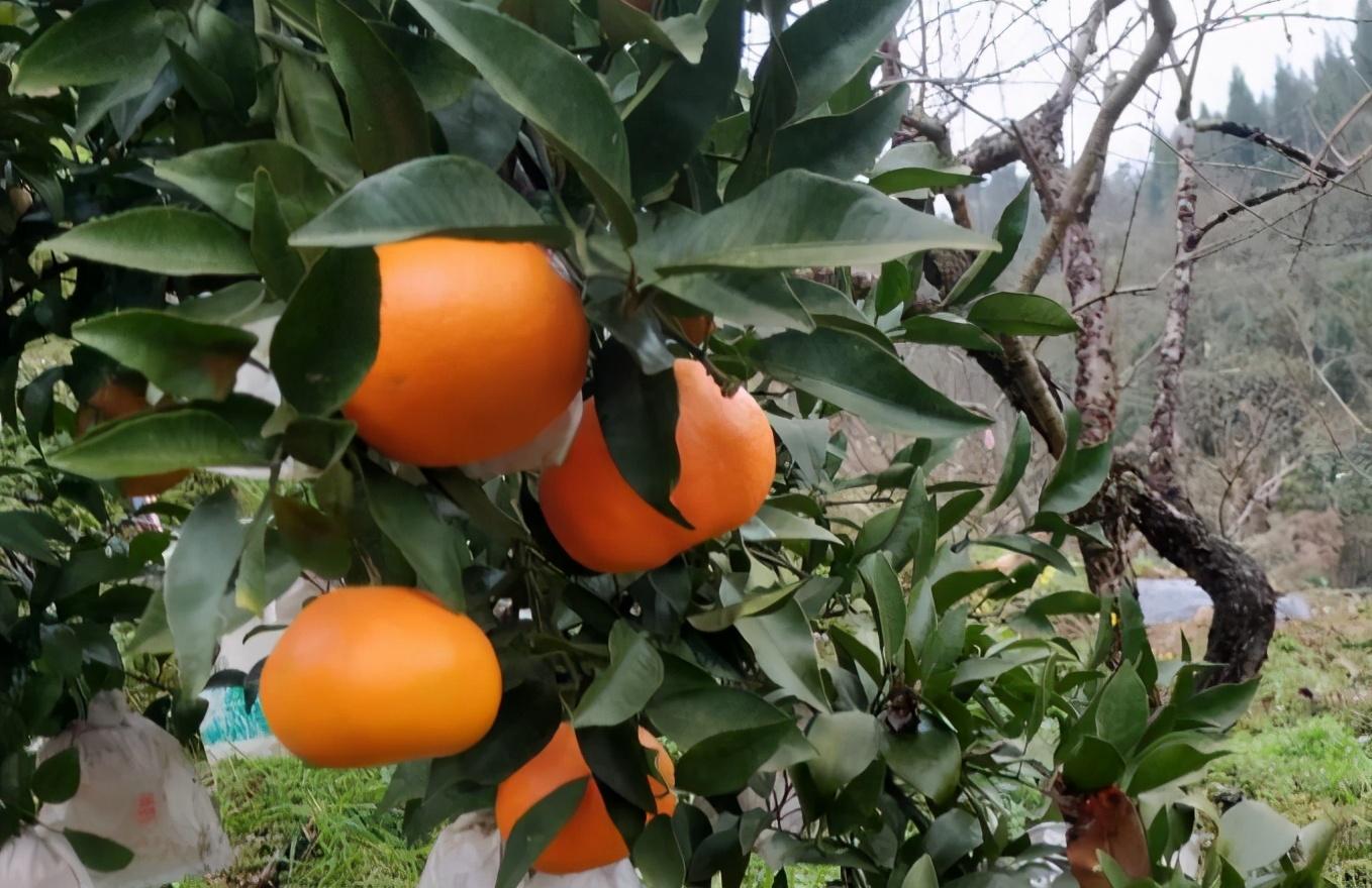 种柑橘技术_种植柑桔技术和管理_柑桔种植技术