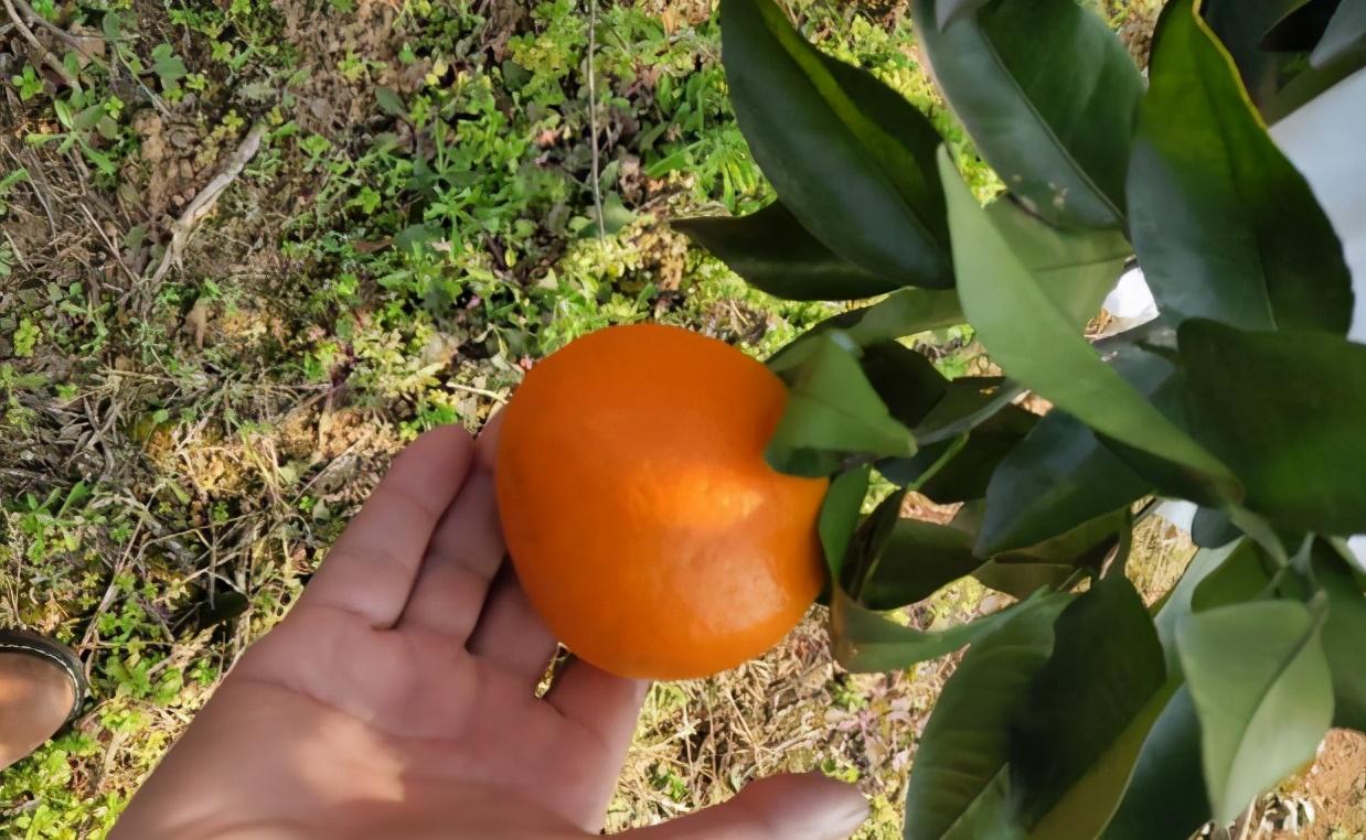 柑桔种植技术_种植柑桔技术和管理_种柑橘技术