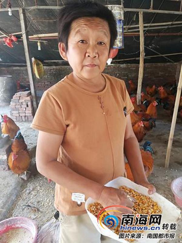 阉鸡养殖致富_养殖阉鸡全部步骤_致富养殖阉鸡视频