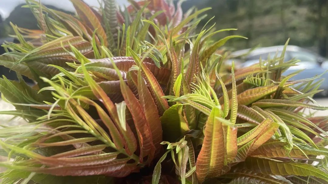 香椿种植园_香椿种植基地在哪_郴州市香椿种植致富经