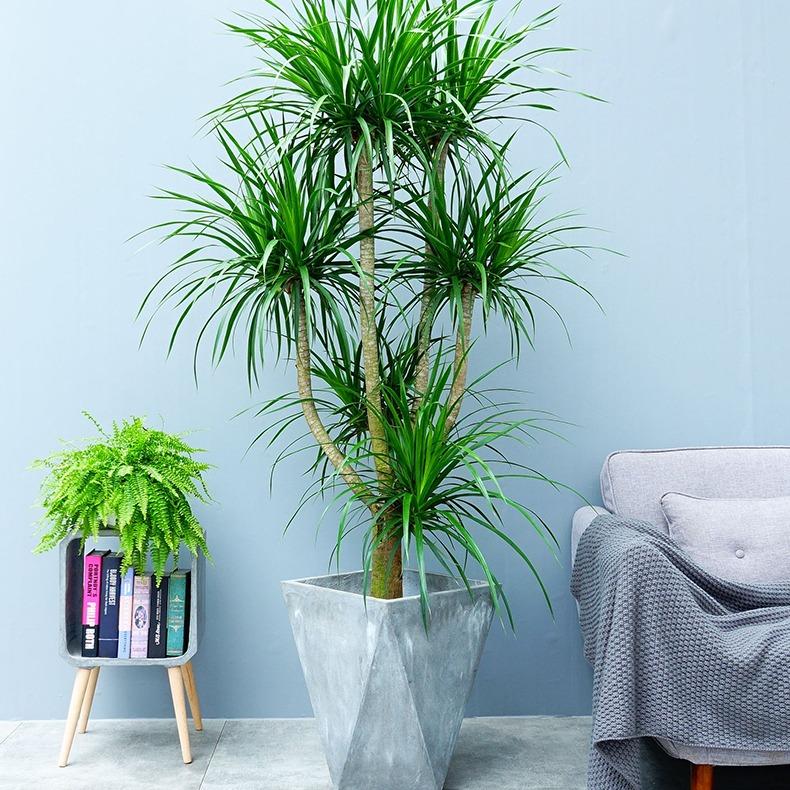 室内种植致富的_室内种植创业_室内种植什么赚钱