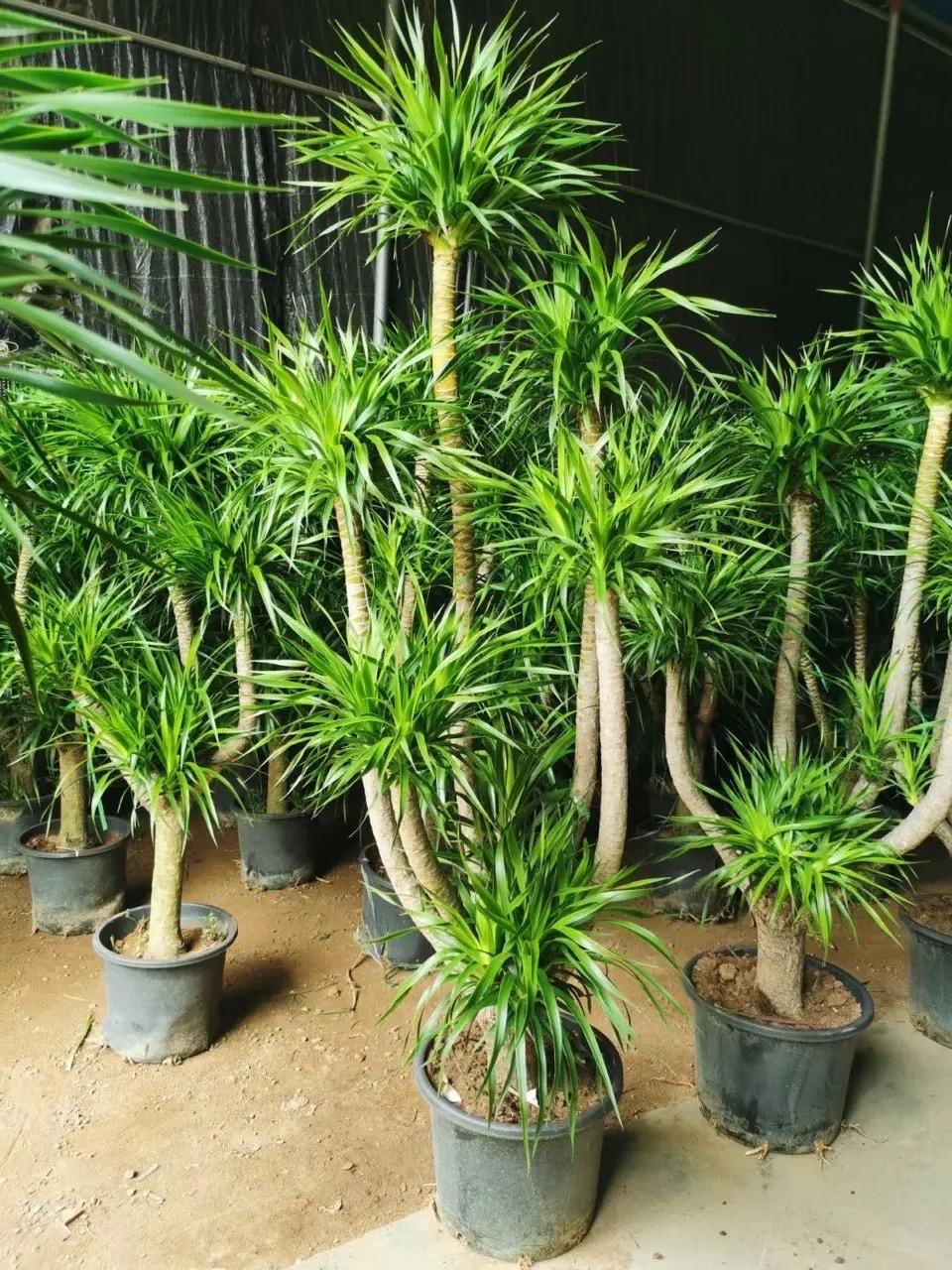 室内种植创业_室内种植什么赚钱_室内种植致富的