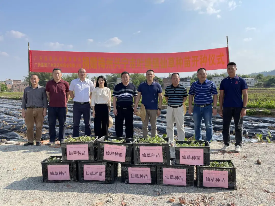 乡村振兴 | 仙草种植赋能乡村振兴，产业发展引领农户致富