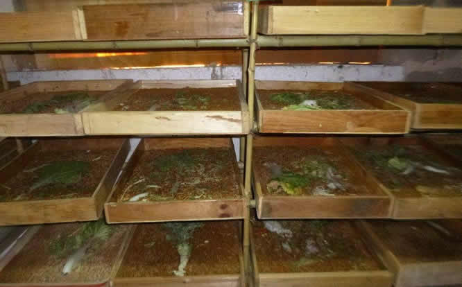 世界黄粉虫养殖技术_养殖黄粉虫技术_黄粉虫养殖蛋鸡