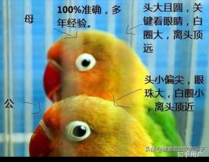牡丹鹦鹉养殖技术方法_牡丹鹦鹉的养殖技术_牡丹鹦鹉养殖技术与方法