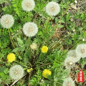 野生蒲公英的种植技术_野生蒲公英种植技术与管理_野生蒲公英种植方法