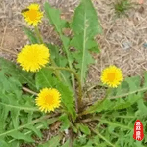 野生蒲公英的种植技术_野生蒲公英种植方法_野生蒲公英种植技术与管理