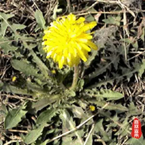 野生蒲公英的种植技术_野生蒲公英种植技术与管理_野生蒲公英种植方法