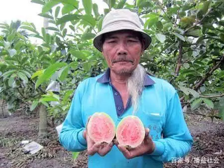 农业种植水果致富项目_农村种植致富水果_水果种植农户