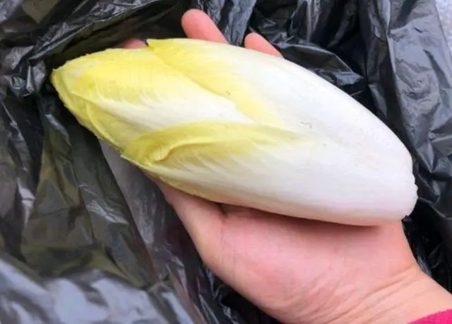 致富娃娃种植菜视频_致富经盆栽菜_种植娃娃菜致富