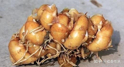 南姜的种植技术视频_南姜的种植技术_南姜种植