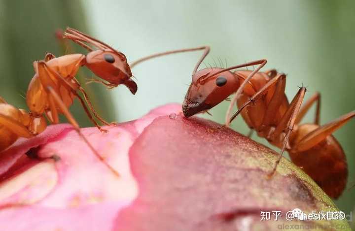 山东宠物养殖致富_山东养狗养殖场_山东动物养殖基地