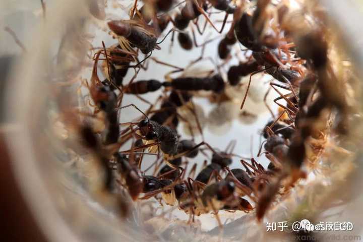 山东宠物养殖致富_山东养狗养殖场_山东动物养殖基地