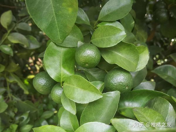 海南酸桔的种植方法_海南酸桔子种植技术_海南酸桔的种植技术