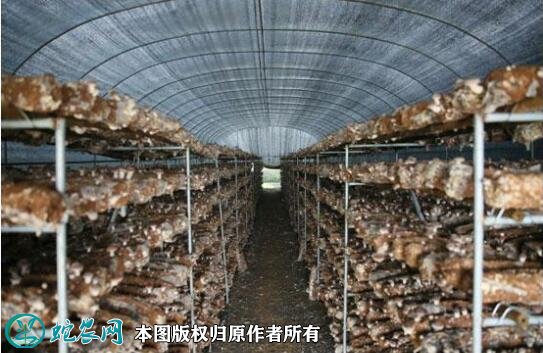 香菇大棚的建造成本图2