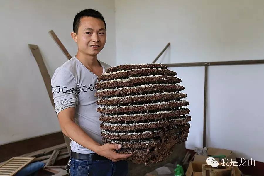 蜂子养殖技术_蜂子养殖技术视频_蜂的养殖技术