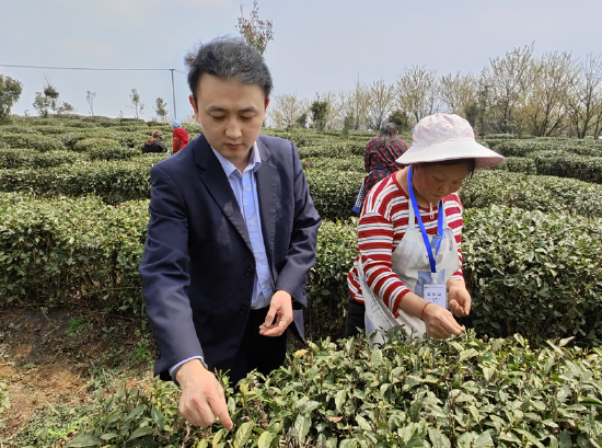 采茶