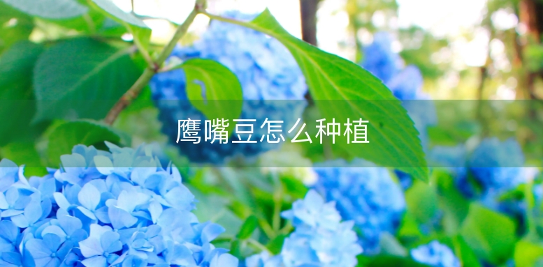 鹰嘴豆怎么种植