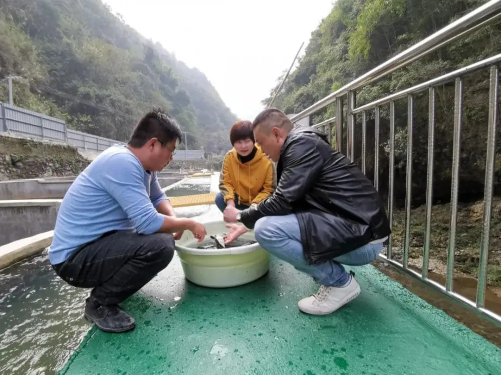 生态水养致富鱼—冷水鱼养殖助力村民增收