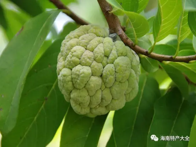 海南莲雾的功效与作用_海南莲雾怎么吃图解_致富经海南莲雾种植技术