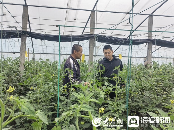 玉米大棚种植致富经历_玉米大棚种植效果如何_致富玉米大棚种植经历怎么写