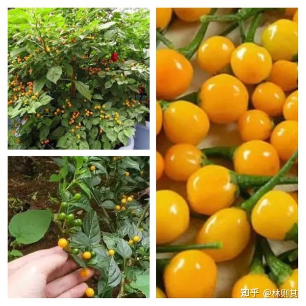 致富经海南莲雾种植技术_海南莲雾的功效与作用_海南莲雾有哪些品种