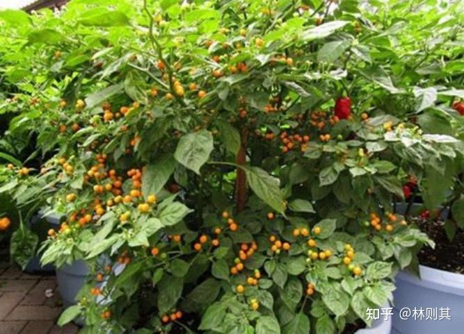 海南莲雾的功效与作用_致富经海南莲雾种植技术_海南莲雾有哪些品种