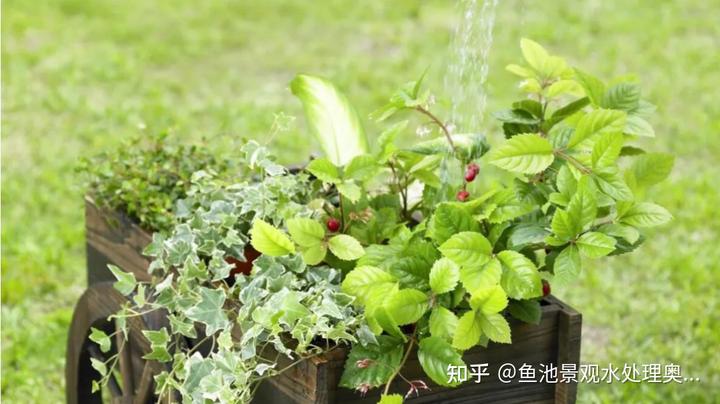 生态鱼塘养殖技术_鱼塘生态养殖方案_养殖鱼塘生态技术规程