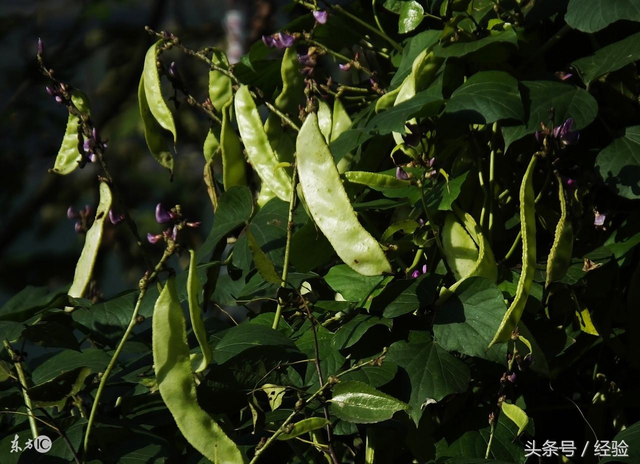棚内搭架栽培扁豆变密技术